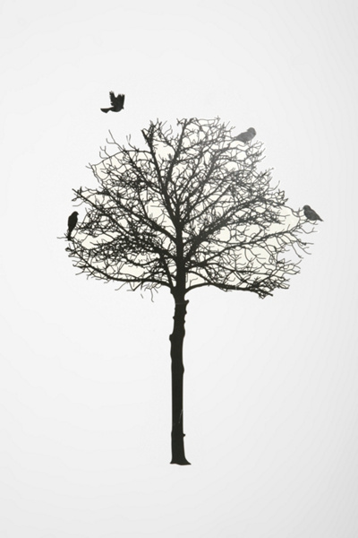 Silhouette Tree Wall Decal