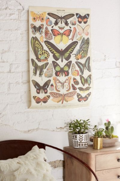 28x21 Butterfly Specimen Poster