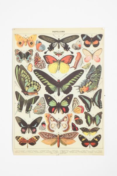 Butterfly Specimen Poster - Urban Outfitters