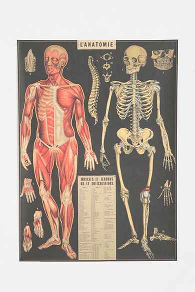 L'Anatomie Poster