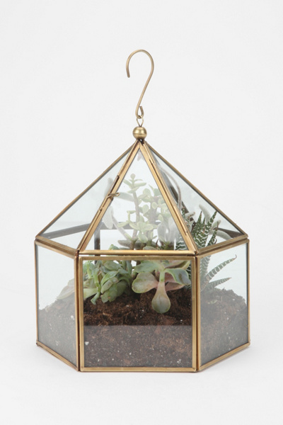 Thumbnail image for Hexagon Terrarium