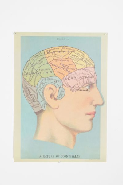 Phrenology Head Poster   Urban Outfitters