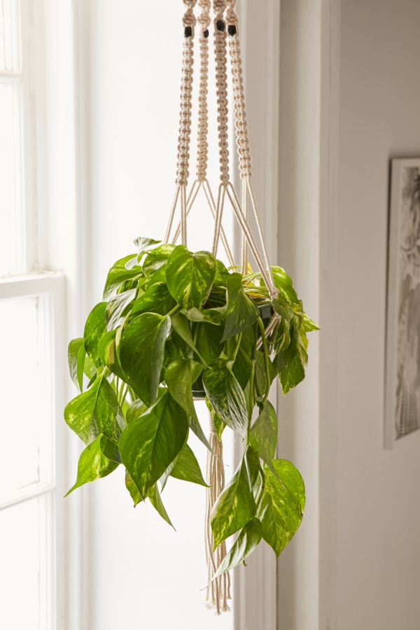 Slide View: 1: Iris Macrame Hanging Planter