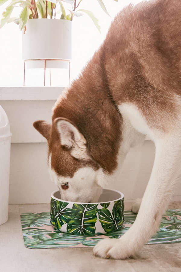 Slide View: 1: 83 Oranges For Deny Leafy Nature Pet Bowl