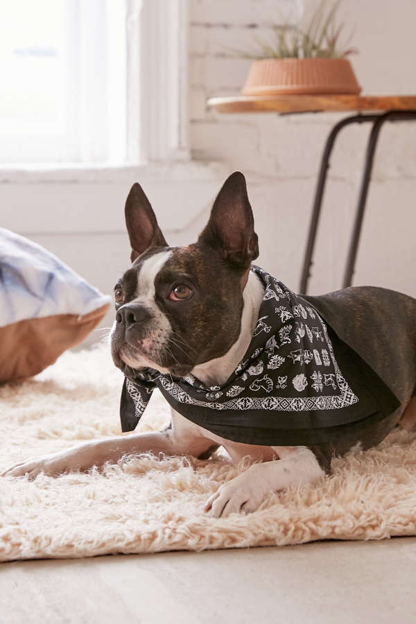 Slide View: 1: UO Community Cares + PSPCA Pet Bandana