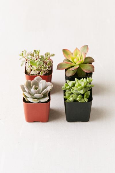 Urban Outfitters 2" Live Assorted Succulents - Set Of 4 In Assorted At  In Assorted