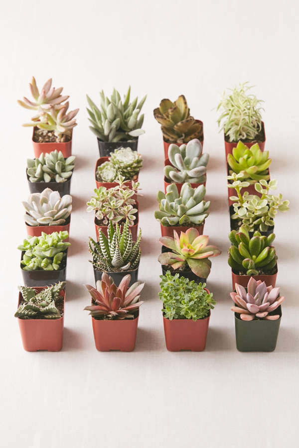 Slide View: 1: Assorted 2" Live Succulents - Set of 20
