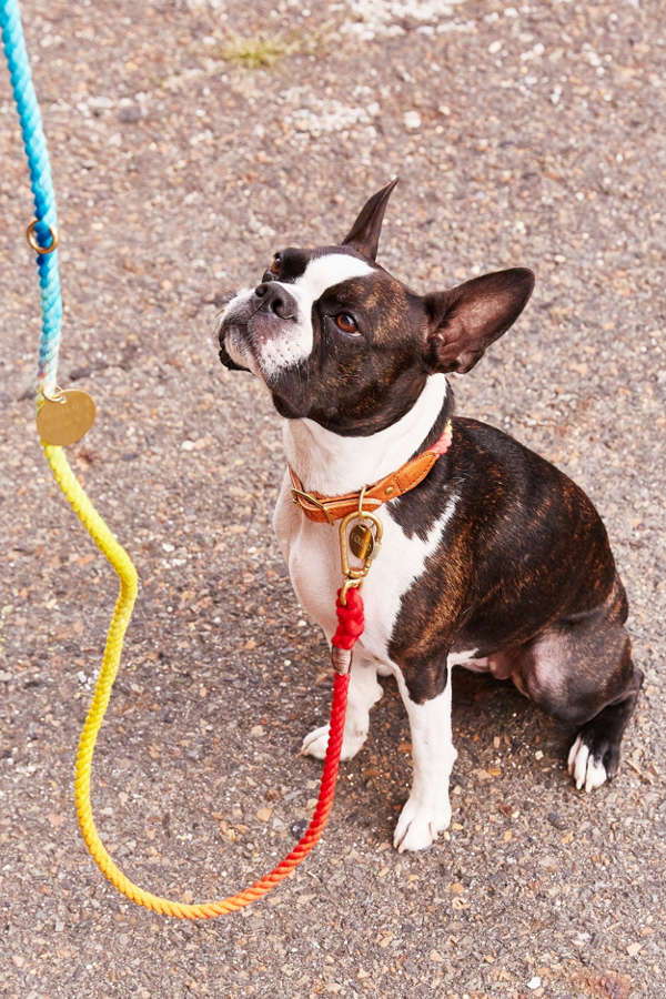 Slide View: 1: Found My Animal Rainbow Ombre Leash