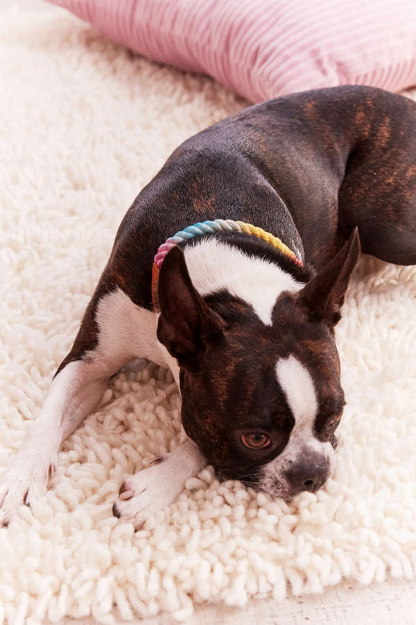 Slide View: 2: Found My Animal Rainbow Ombre Collar