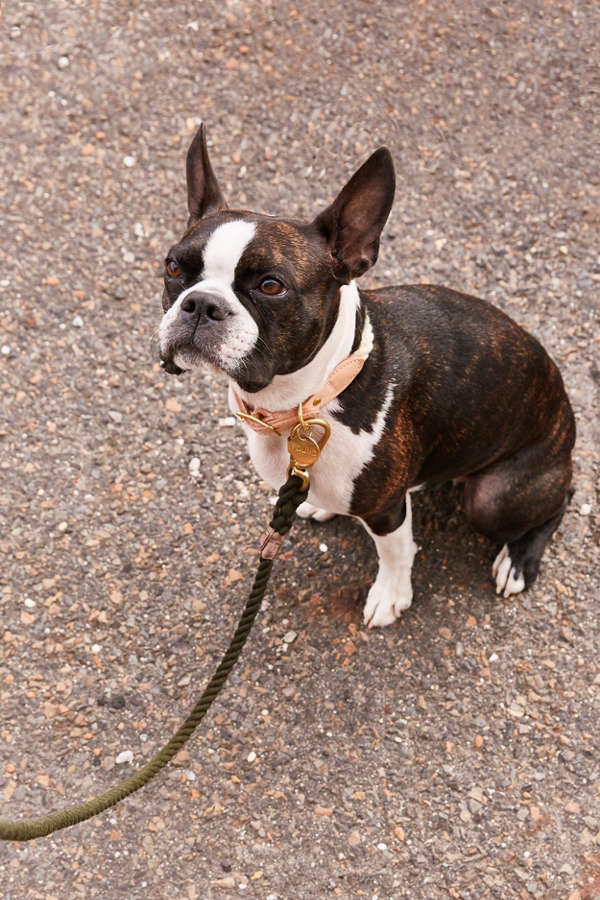 Slide View: 1: Found My Animal Natural Ombre Leash