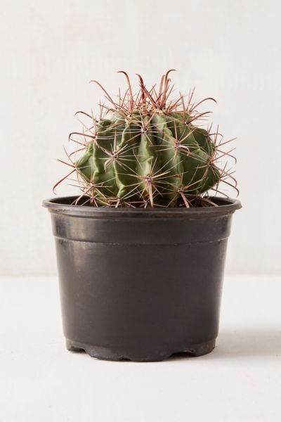 Urban Outfitters 6" Live Cactus In Multi