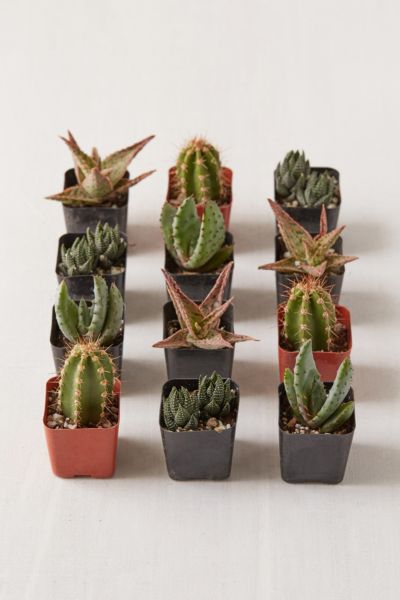 Urban Outfitters 2" Live Assorted Hardy Plant - Set Of 12 In Multi