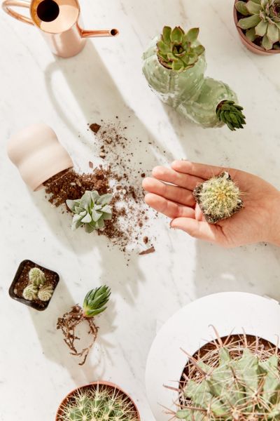 URBAN OUTFITTERS 2" LIVE ASSORTED HARDY PLANT - SET OF 20 46023156