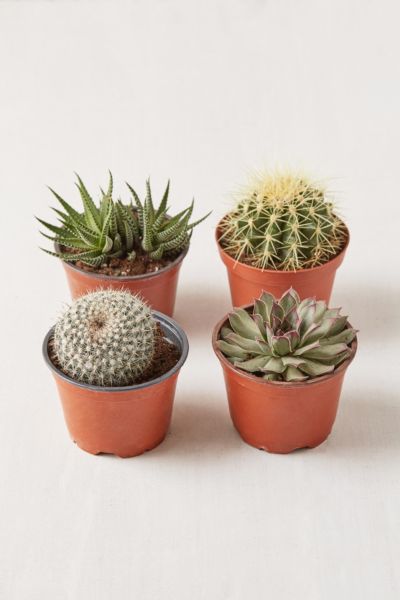Urban Outfitters 4" Live Assorted Hardy Plant - Set Of 4 In Multi