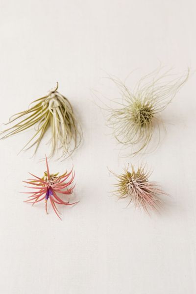 Urban Outfitters Small Live Assorted Air Plant - Set Of 4 In Multi