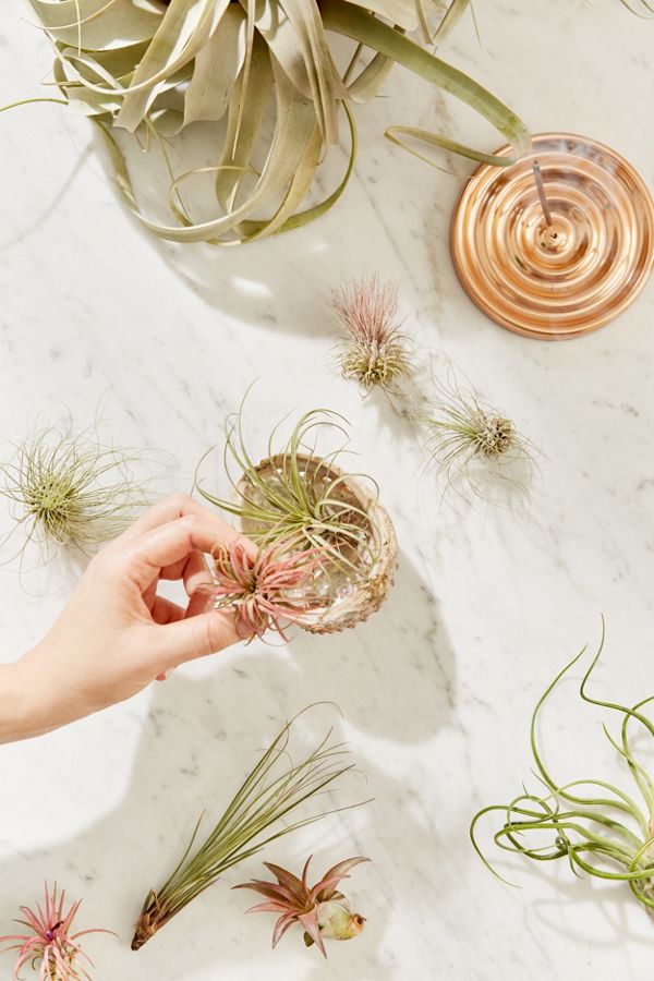Slide View: 1: Small Live Assorted Air Plant - Set of 12
