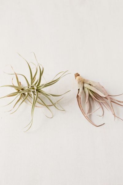 Urban Outfitters Large Live Assorted Air Plant - Set Of 2 In Multi