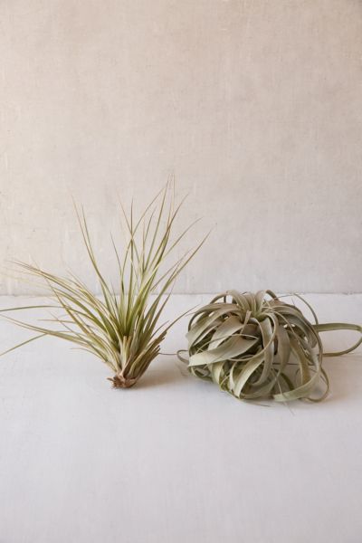 Urban Outfitters Giant Live Air Plant In Multi