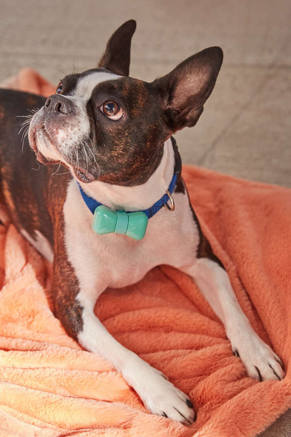 Slide View: 1: WonderWoof Bow Tie Dog Activity Tracker