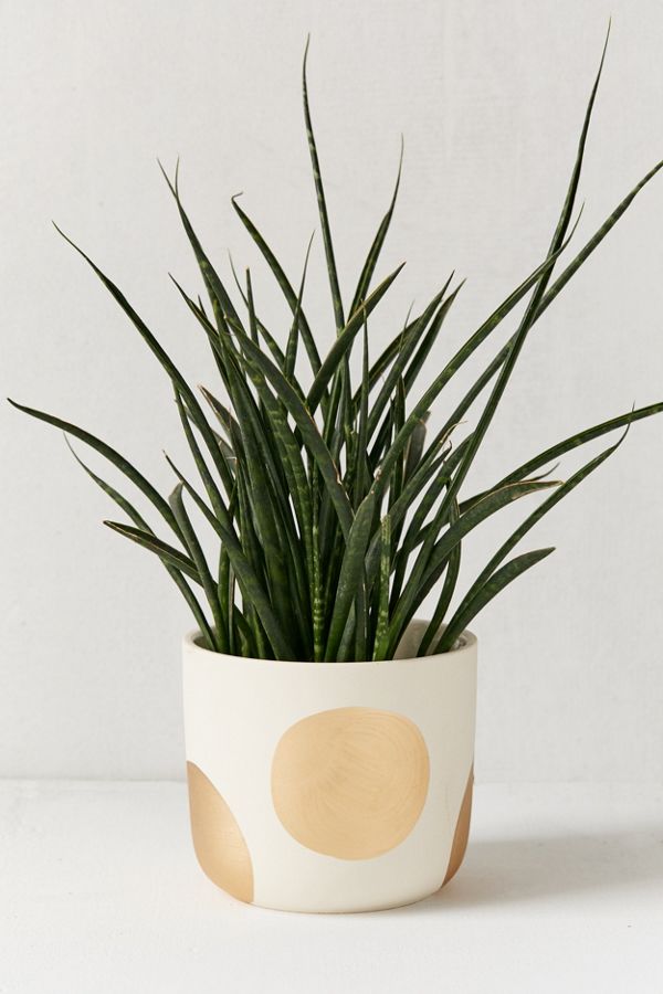 Slide View: 1: Izzy Dot Planter