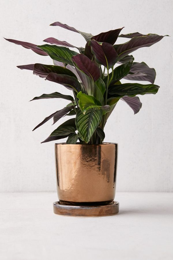 Slide View: 1: Parker Metallic Glazed 6â? Planter + Drainage Tray
