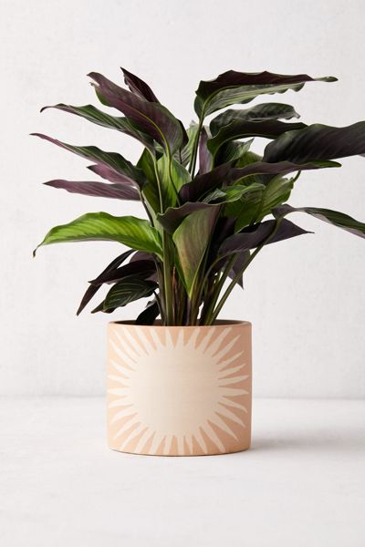 Graphic Sunburst 6” Planter