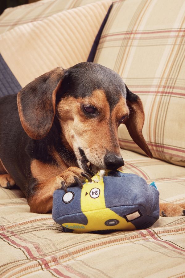 Slide View: 2: BARK Point & Chewâ??d Camera Dog Toy