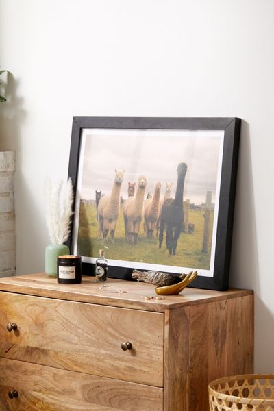 Alisha KP Alpacas At Tio Farm Art Print